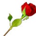 Add A Rose